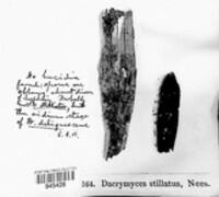 Dacrymyces stillatus image